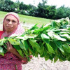 সোনালী আঁশে সোনার স্বপ্ন দেখছেন সোনাতলার কৃষক
