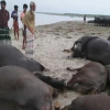 কুষ্টিয়ায় বজ্রপাতে ১১টি  মহিষের মৃত্যু