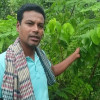 মহম্মদপুরে মিনহা নার্সারী করে সফল হুমায়ুন আহমেদ 