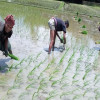 সোনাতলায় আমন ধানের চারা রোপনে ব্যস্ত কৃষক
