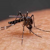 ডেঙ্গু আক্রান্ত হয়ে আরও ৩ জনের মৃত্যু