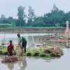 টাঙ্গাইলে পাটের আবাদ ভালো হলেও বিপাকে কৃষক 