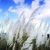 শরতের ছড়া