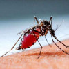 ডেঙ্গুতে আরও ৩ জনের মৃত্যু