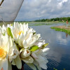 সালথায় সাদা শাপলার সৌন্দর্যে মন কেড়েছে সবার