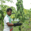 পড়ালেখার পাশাপাশি পেঁপে চাষে সফল তরুণ উদ্যোক্তা আরিফুল 