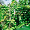 ‘সোনা’ ফলছে মধুপুর শাল-গজারির লাল মাটিতে 