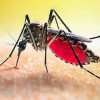 ডেঙ্গুতে ৩ জনের মৃত্যু, নতুন আক্রান্ত ৫৮০