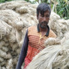 কৃষকের সোনালী আঁশে ভরে গেছে সোনাতলার হাট বাজার