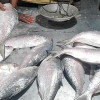 ইলিশের দাম ভোক্তার নাগালে আনতে ১৩ সুপারিশ