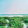 দেশীয় মাছের অস্তিত্ব সংকটে টাঙ্গাইলের ঐতিহ্যবাহী চারান বিল