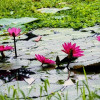 রক্তিম সৌন্দর্যের প্রতীক লাল পদ্ম 