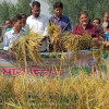 দিনাজপুরে খরা সহিষ্ণু ব্রি-৭১ আমন ধান চাষাবাদ সম্প্রসারণে কৃষকের মাঠ দিবস 