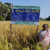 গোপালগঞ্জে আমন সৌসুমে সবচেয়ে বেশি ফলন দিয়েছে ব্রি ধান-১০৩