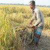 রাজবাড়ীতে আমন ধানের ফলন ভালো হলেও দাম নিয়ে হতাশ কৃষক