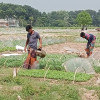 যশোরে ২৫ কোটি টাকার শীতকালীন সবজির চারা বিক্রির লক্ষ্য