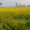 চোখ জুড়ানো সরিষা ফুলের হলুদ আভা 