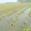 ফুলপুরে ফিশারীর পানিতে তলিয়ে গেছে শসা ও টমেটোর ক্ষেত