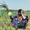 ফসলের সাথে এ কেমন শত্রুতা!