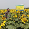 খরচ কম, ফলন অধিক, নড়াইলে জনপ্রিয় হয়ে উঠছে সূর্যমুখী ফুলের চাষ 