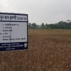 কলাপাড়ায় লবণ সহিষ্ণু জাতের গম উৎপাদনে গবেষণা শুরু