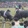 নড়াইলে ঐতিহ্যবাহী ষাঁড়ের লড়াই, দর্শনার্থীদের উপচে পড়া ভিড়