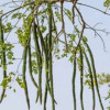 নড়াইলে রাস্তার ধারে দৃষ্টিনন্দন সজনের বাহার 