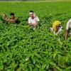 ফরিদপুরে তেল সংকটে ভুগছে পাট ও তিল চাষীরা