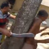 শ্যামনগরে জমি জবরদখলে বাধা, বৃদ্ধকে গাছে বেঁধে নির্যাতন
