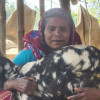 জিন্না বেগমের ছাগল পালনের সংগ্রামী গল্প 