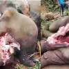 লংগদুতে পুরুষ হাতির অঙ্গ কেটে নিল দুর্বৃত্তরা