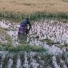 সোনাতলায় বোরো ধানে বৃষ্টির থাবা, ক্ষতির মুখে কৃষক