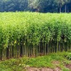 সালথায় মাঠজুড়ে সোনালী আঁশ পাট, ভালো ফলনের স্বপ্ন চাষিদের