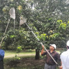 সাতক্ষীরায় সরকারিভাবে আম সংগ্রহের উদ্বোধন 