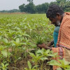 জ্বালানি সংকটে পুড়ছে পাট, ফরিদপুরে চাষীদের কপালে চিন্তার ভাঁজ