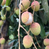 <p>দিনাজপুরে লিচুর ফলনে চরম বিপর্যয়</p>