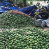 সাতক্ষীরার হিমসাগর যাচ্ছে ইউরোপে 