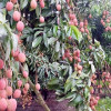 জ্যৈষ্ঠের শুরুতে লাল লিচুতে রঙিন ঈশ্বরদী
