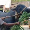 দিনাজপুরে কোরবানির জন্য প্রস্তুত ৪ লাখ ২৬ হাজার ৫২৩ পশু