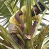 তাল গাছ থেকে পড়ে তাঁতীদলের নেতা সাবেক ইউপি সদস্যের মৃত্যু
