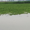 পানিবন্দি শতাধিক পরিবার, কোরবানি ঈদ নিয়ে শঙ্কায় চরবাসী