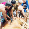<p>পাড়া-মহল্লায় চলছে পশু কোরবানি</p>