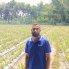 ফরিদপুরে ৮ বিঘা জমিতে আনারস চাষ করে তাক লাগিয়ে দিলেন কৃষক মিলন