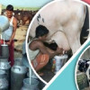 <p>বাংলাদেশের দুগ্ধ শিল্প: বর্তমান চ্যালেঞ্জ ও উত্তরণের পথ</p>