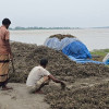 কুড়িগ্রামে তিস্তার পানিতে বাদাম চাষের ব্যাপক ক্ষতি