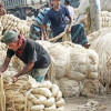 <p>বিশ্ববাজারে পাটের হারানো গৌরব ফিরে আসুক</p>