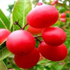 পুষ্টিগুণ সমৃদ্ধ টকটকে করমচা 