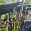 কাপ্তাইয়ের চিৎমরমে বন্য হাতির উপদ্রব, চরম আতঙ্কে স্থানীয়রা