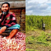 পেঁয়াজের ন্যায্যমূল্যে থেকে বঞ্চিত কৃষক, পাটেও অনিশ্চয়তা ‎