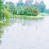জলাবদ্ধতায় সহস্র একর জমি, বিপাকে কৃষকেরা, চায় কালভার্ট